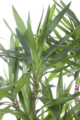 Riesen-Palmlilie