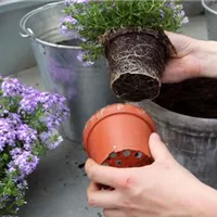 Eisenkraut - Einpflanzen in ein Gefäß (2).jpg