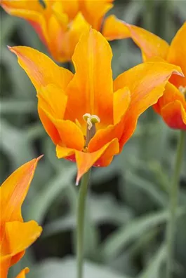 Lilienbl&#252;tige Tulpe