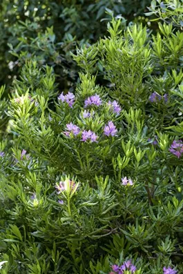 Pontischer Rhododendron