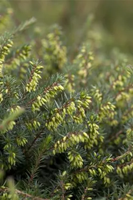 Winterbl&#252;hende Heide