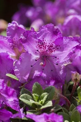 Rhododendron keleticum