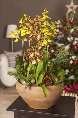 Oncidium