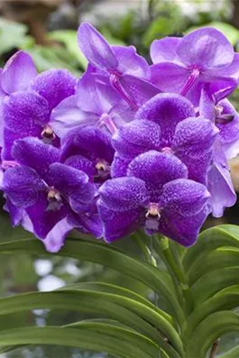 Vanda