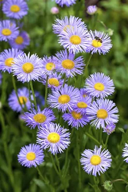 Kissen-Aster