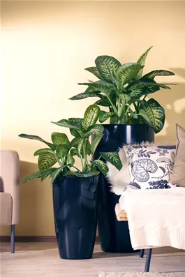 Dieffenbachia