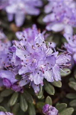 Kleinbl&#228;ttriger Rhododendron